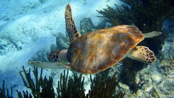 Sea turtle gliding through the clear turquoise waters of Bonaire