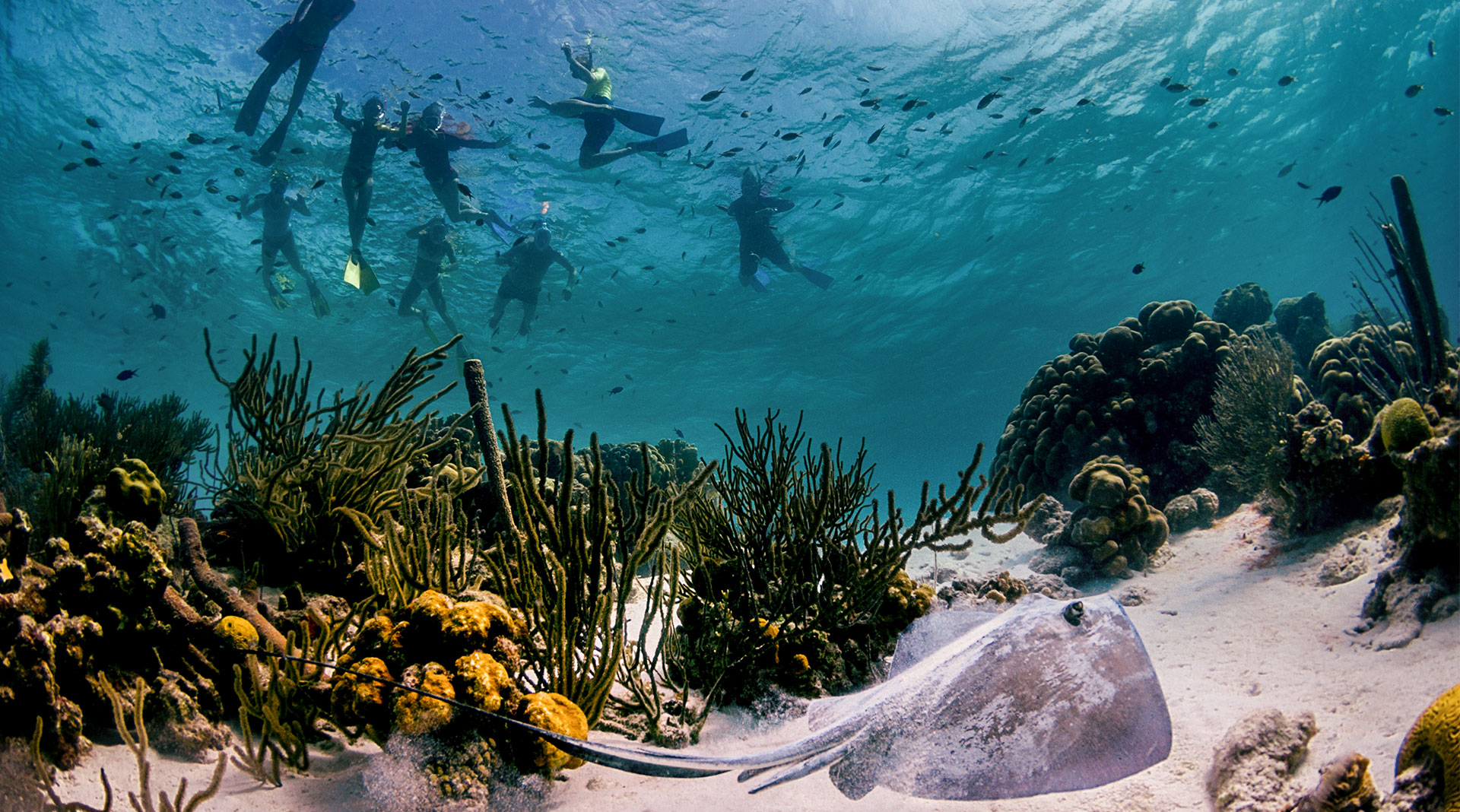 Snorkeling in Bonaire — underwater coral reef with sea turtles