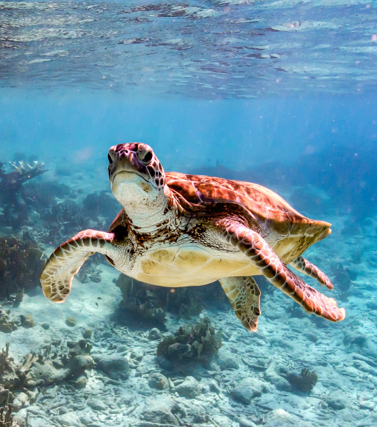 Sea turtle in the crystal-clear waters of Bonaire