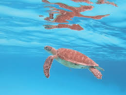 Sea turtle near the surface in Bonaire